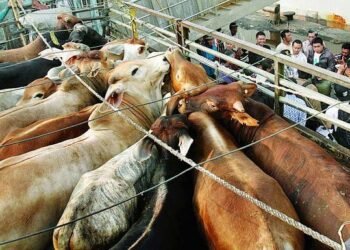 Biaya Transportasi Sapi Potong Mahal