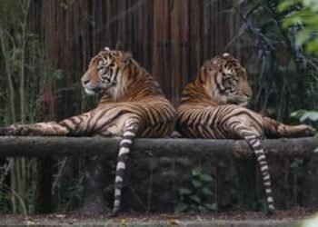 Besok, Risma Laporkan Kasus KBS Ke KPK