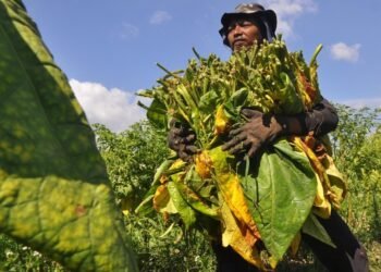 Cukai Rokok Naik, Petani Tembakau Bisa Bangkrut