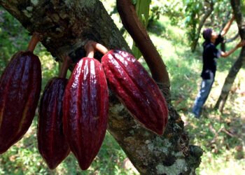 HPE CPO dan Kakao Alami Kenaikan