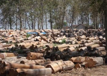 Dewan Adat Dayak Desak Mabes Polri Usut Mafia Lelang Kayu di Kaltara