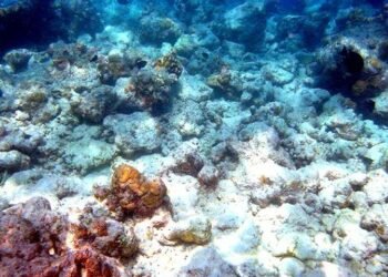 70% Terumbu Karang Indonesia Rusak