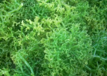 Tiongkok dan Singapura Borong Rumput Laut  Rp 850,19 Miliar