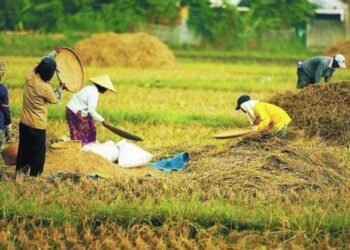 Nilai Tukar Petani Agustus 2015 Naik 0,31%