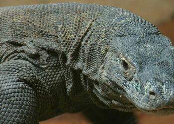 The World Bank Dukung Pelestarian Komodo