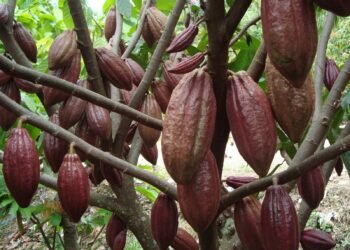 Harga Referensi Biji Kakao Melemah