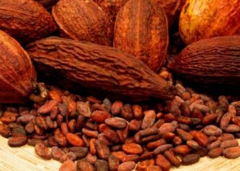 Harga Referensi CPO Melemah, Biji Kakao Naik