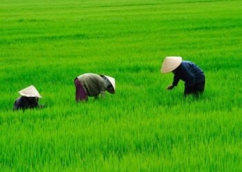 HPP Gabah Tak Mampu Naikkan Kesejahteraan Petani