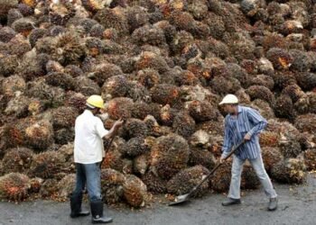 Harga Dunia Menguat, CPO Kembali Dikenakan BK