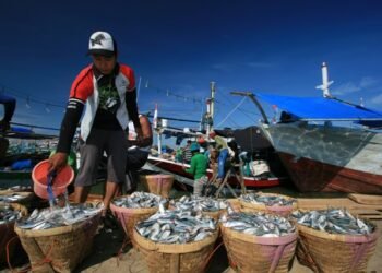Dulu Bos Ikan di Dadap Wangi, Sekarang Tinggal Amisnya