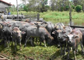 Peternakan Kerbau Harus Mulai Dikembangkan