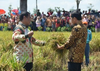 Stok Beras 2 Juta Ton, Presiden Tegaskan Tak Ada Impor Hingga Akhir 2016