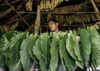 Kemenkeu: Dana Bagi Hasil Tembakau Capai Rp2,8 Triliun