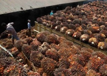 Jokowi Jangan Anggap Remeh Larangan Eksport CPO ke Uni Eropa