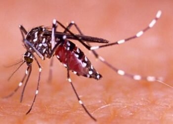 1 Orang Meningggal, Pasien Terjangkit DBD di Tangsel Meningkat