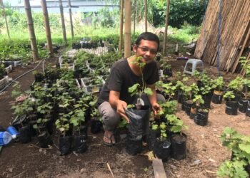 Pembibitan 250 Varietas Anggur Mancanegara di Lereng Merapi