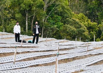 BPS: Sektor Pertanian Tumbuh Positif 2,59% di Kuartal ke IV