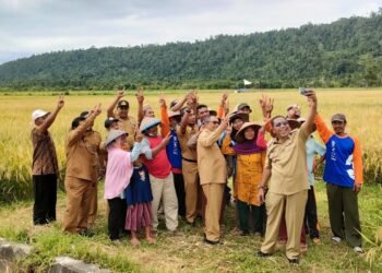 Panen Raya Padi di Halteng, Edi Langkara: Hasil Kerja Nyata Pemerintah dan Masyarakat