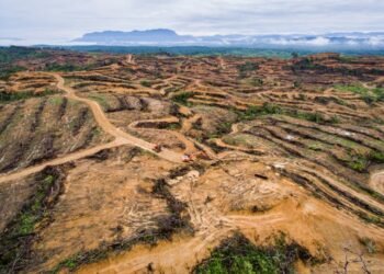 Nol Deforestasi Kunci Strategi Nol Emisi Indonesia