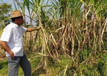 Permenperin 03/2021 Disinyalir Sengsarakan Petani Tebu