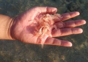 Ekspor Dilarang, Ini Prosedur Menangkap Benih Bening Lobster di Alam