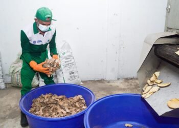 Jurus Pemerintah Tingkatkan Daya Saing IKM Olahan Porang