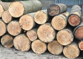 Kebutuhan kayu dunia yang mencapai USD 2,1 triliun per tahun sangat berpotensi mendukung upaya menyejahterakan petani dan mempercepat pertumbuhan ekonomi nasional.