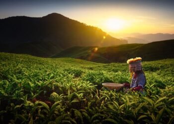 Teh Indonesia Senilai Rp57 Miliar Siap Banjiri Pasar Malaysia