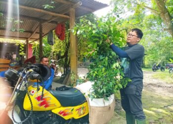 Komunitas Koloni Menanam: Terus Tanam Pohon Beringin di Lereng Merapi