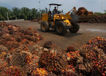 Harga Refrensi CPO dan Biji Kakao Menguat