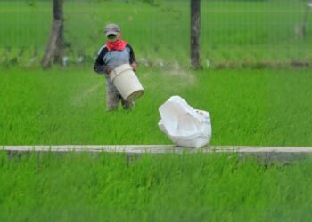 Tambahan Pupuk Subsidi Rp28 Triliun, Petani Optimis Capai Swasembada
