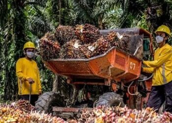 AALI Anggarkan Belanja Modal Rp 1,4 Triliun Untuk 2024