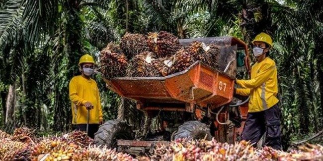 AALI Anggarkan Belanja Modal Rp 1,4 Triliun Untuk 2024