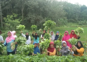 Pengamat UGM: Konflik Iran-Israel, Saatnya Indonesia Fokus Swasembada Pangan