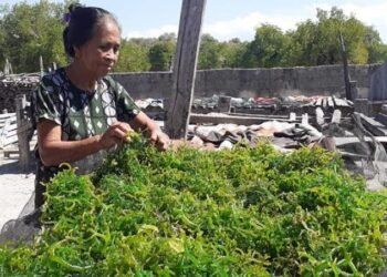 Peluang Pasar USD11,8 Miliar, Industri Rumput Laut Didorong Adaptif Terhadap Perkembangan Pasar