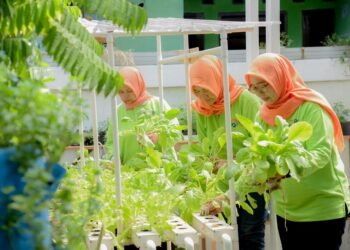 Dukung Pemberdayaan Wanita,  BRI Bangun Ekosistem Urban Farming Berkelanjutan