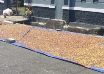 Harga Komoditas Kopra dan Cengkeh Terus Alami Kenaikan