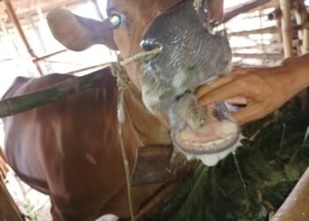 Kasus PMK Tak Terkendali, 3 Pasar Hewan di Jatim Ditutup Sementara