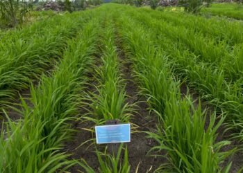 100 Hari Prabowo-Gibran, Program Tanam Padi PTPN Tumbuh Subur dan Potensi Tambah Pendapatan Petani Sawit