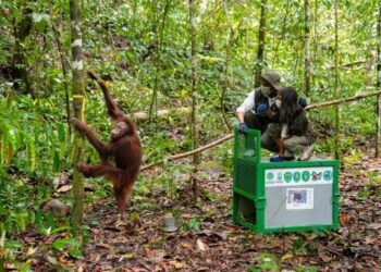 Lepas 6 Orang Utan di Kaltim, Menhut Tegaskan Jaga Populasi dan Kelestarian Hutan
