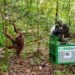 Lepas 6 Orang Utan di Kaltim, Menhut Tegaskan Jaga Populasi dan Kelestarian Hutan