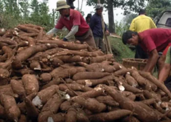 Kemendag Siap Bahas Pembatasan Impor Singkong
