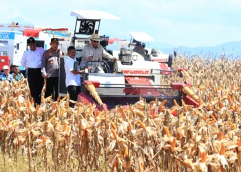 Produksi Jagung Indonesia Berhasil Naik Hampir 50%