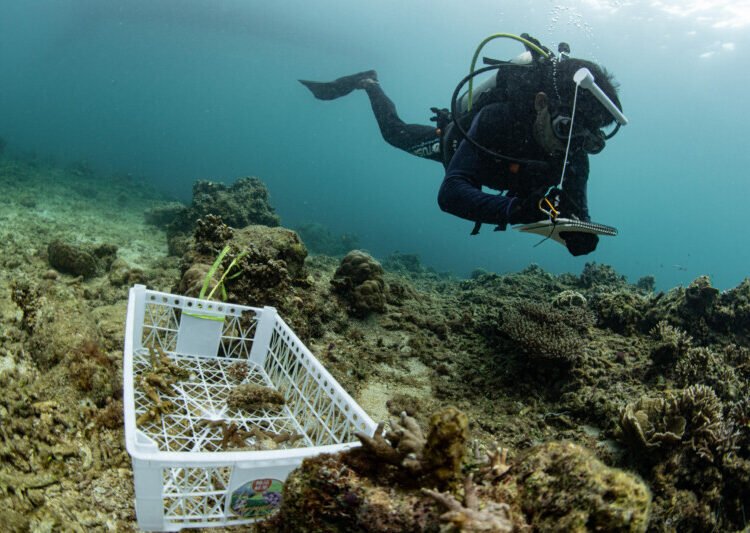 Langkah Strategis Pulihkan Laut Demi Generasi Mendatang, PT Vale Tanam 25 Struktur Terumbu Karang dan Bersihkan Pesisir Pulau Bulupoloe