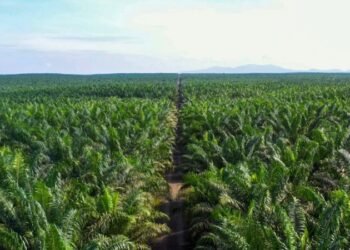 Laba Jhonlin Agro Raya (JARR) Naik 44,2% Jadi Rp224,03 Miliar di Kuartal III 2025