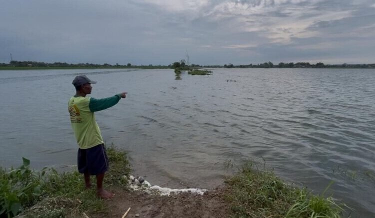 Sejumlah areal persawahan terendam banjir di Jombang Jawa Timur. Foto : Istimewa