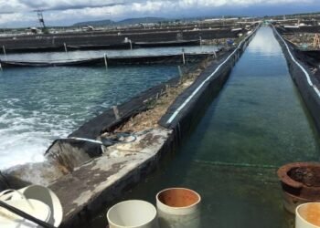 Mulai Hari Ini, Radiant Ruby Tender Wajib 20% Saham Agung Menjangan Mas (AMMS) Senilai Rp38,54 Miliar